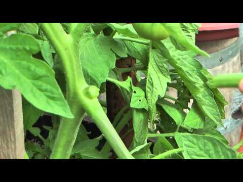 Vidéo: Drageons de plants de tomates : que sont les rejets sur un plant de tomate ?