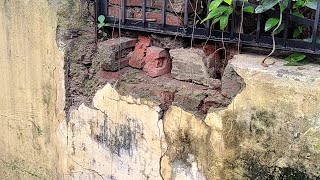 Safety audit of many  trees and walls can save many lives!