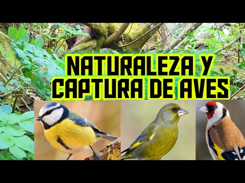 ME PIERDO EN UNA SELVA DE CUEVAS, RÍOS, ANIMALES Y PURA NATURALEZA ANDALUZA