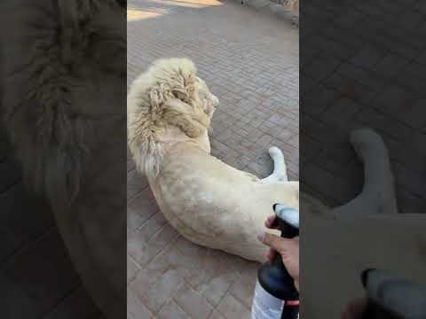 إزالة طفيليات من جسد الأسد 