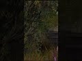 King Tiger Epic Cinematic Scenes (Starting Engine) World War 2 #military #army #tanks #war #germany
