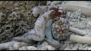 Bonaire Scuba Diving highlights