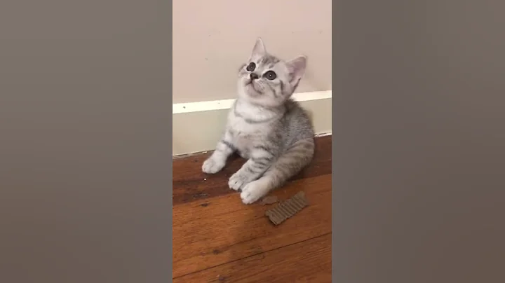 Video 2938031: british shorthair silver tabby, cat tiger