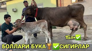 видео: ЧЕМПИОН N 1 НОВВОС БОЛАЛИК ШВЕД ОЛА СИГИРЛАР СОТИЛАДИ SOTILADIGON SIGIRLAR NARXLARI 22 сентября 2025 картинка: ЧЕМПИОН N 1 НОВВОС БОЛАЛИК ШВЕД ОЛА СИГИРЛАР СОТИЛАДИ SOTILADIGON SIGIRLAR NARXLARI 22 сентября 2025