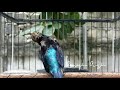 Hanya Butuh Menit Konin Ini Memancing Lawan Langsung Nyaut Gacor Ngobra Mp3 - Mp4 Download