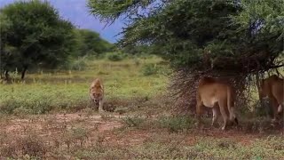 Lost lion tries to join a new pride gone wrong