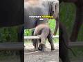 Baby Elephants are just giant puppies- they are so goofy #animals #wildlife #interesting