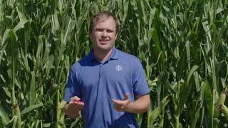 Food Grade Corn