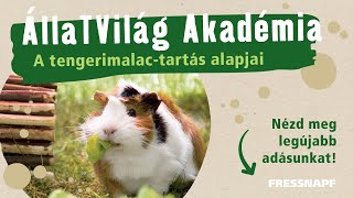 ÁllaTVilág Akadémia - A tengerimalac-tartás alapjai