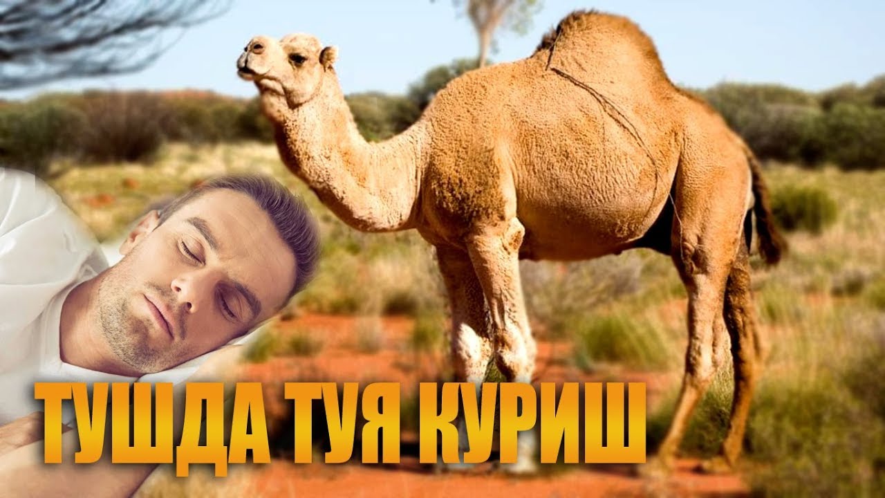 Туш таъбири машина
