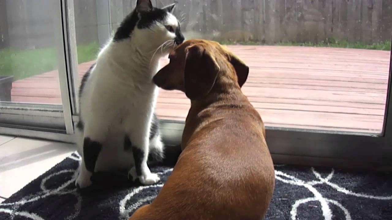 Cat Licks Dog's Head YouTube
