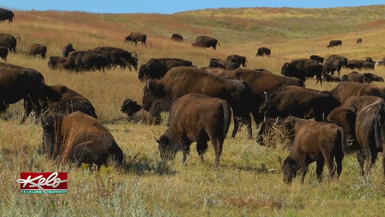 Buffalo Roundup Behind The Scenes YouTube