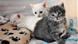 Rescue 3 Precious Adorable Kittens