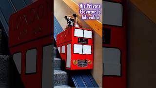 His Private Elevator Is Adorable Piahjelms7934