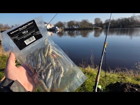 Angeln mit Stint als Köder | Im Emder Hafen auf Plattfisch 