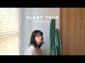【11選】もずくが選ぶおすすめの観葉植物と鉢