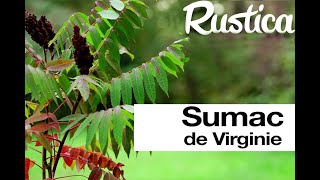 Le sumac de Virginie