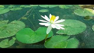 little lotus # natural # beautiful