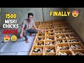 Finally 1500 misri chicks bhi agaye setup pr    small scale poultry farming at home day 1 