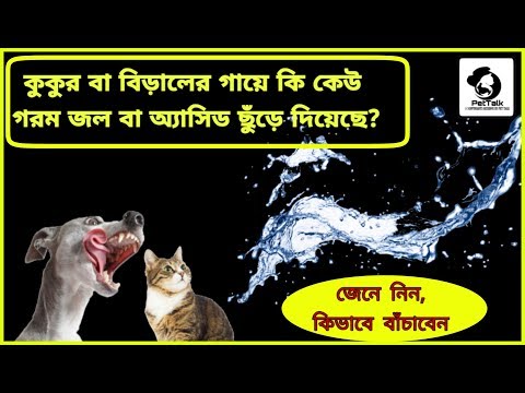 ভিডিও: বিড়াল বা ছোট কুকুরের জন্য কীভাবে তাঁবু বা কোয়ারেন্টাইন স্পট তৈরি করবেন