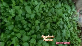 Eggplant Plants