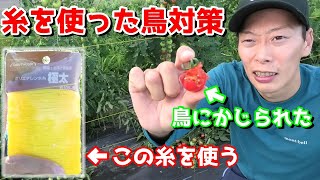 水糸を使った防鳥対策　ミニトマトを鳥から守れ