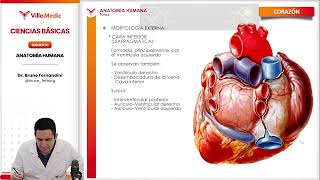 Cardiac Anatomy - Villamedic