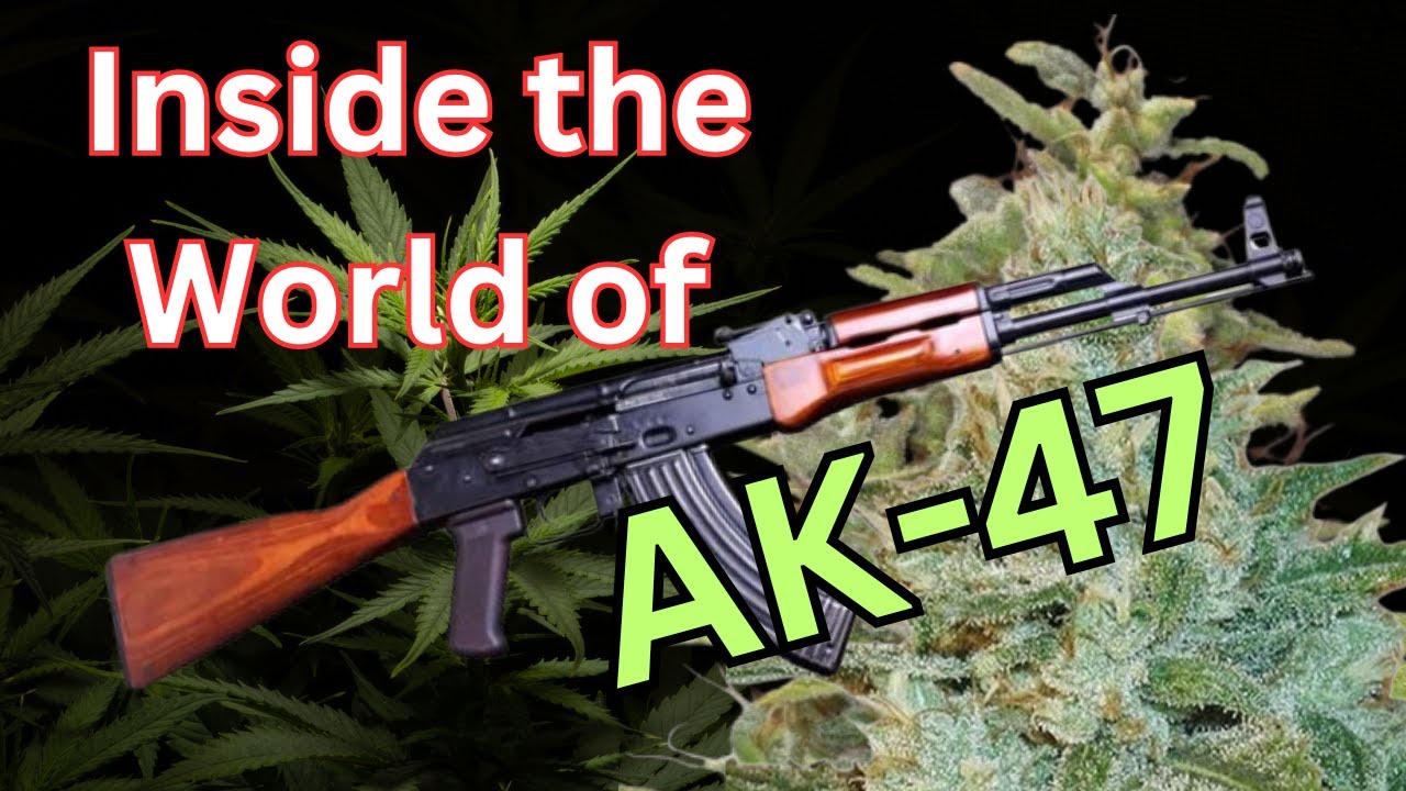 AK-47: The Crown Jewel of Cannabis