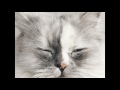 hypoallergenic cat breeds |  ocicat |  siberian house cat | My videos slid