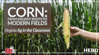 Ag in the Classroom: Corn, From Ancient Roots to Modern Fields