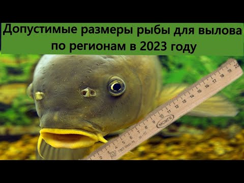 Допустимые размеры рыбы для вылова ПО РЕГИОНАМ в 2023 году. Рыболовные правила 2023. Штрафы 2023.