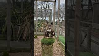Eagle Owl's Joyous Dance