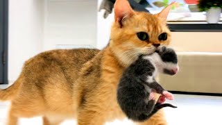 Mom cat carries loudly meowing kittens to a new place  compilation