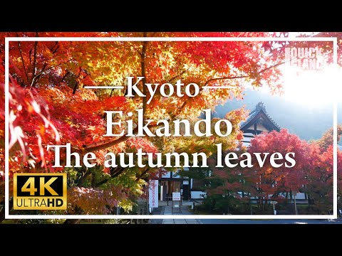 3,000 maple trees turn the precincts into a world of red.  Enjoy the autumn leaves of Eikando.