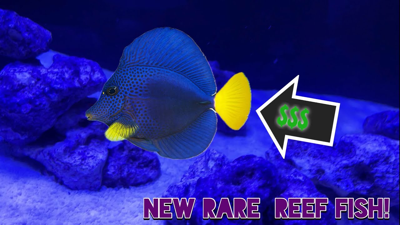 I BOUGHT A RARE REEF FISH for my 55 Gallon Saltwater Aquarium!!!!