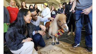 Miniature Horses Visit Duke Medical Center Library