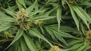 Cannabis Strains Unraveled - A Comprehensive Guide to finding your perfect high.
