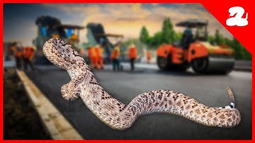 Construction Brings Out the Rattlesnakes