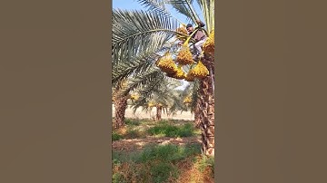 Cây Chà Là | #Shorts #VieAgri #NôngNghiệpXanh #NôngNghiệpSạch #CâyChàLà