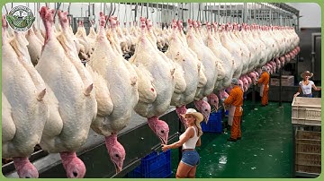 You Won’t Believe How Millions of Turkeys Are Harvested & Processed|Mass Turkey Farming