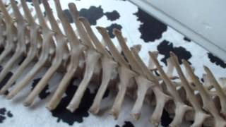 Dolphin skeleton reconstruction time lapse