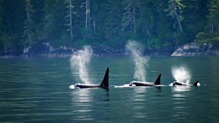 Orca in Loch Lomond