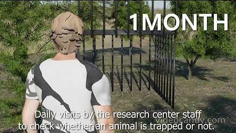 Wildlife Monitoring- Deep Learning for Edge Based Animal Classification in  Challenging Environments