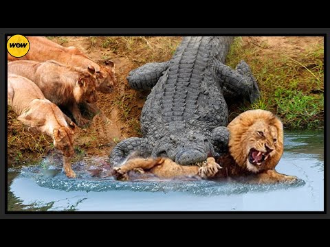 Brutal Moments Of Animals Fighting Over Food..