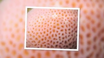 The Fear of Small Holes! Trypophobia