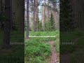 Somewhere in the Swedish woods 🌲 #sweden #nature #tree #trees #nordic #calm #forest #woods #hiking