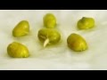 Timelapse mung bean germination