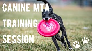 Sailor and Frisbee Rob Training for the Canine MTA Guinness World Records Attempt