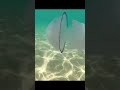 Cropani Marina, Italy - Perfect Beach and Jellyfish Paradise #shorts