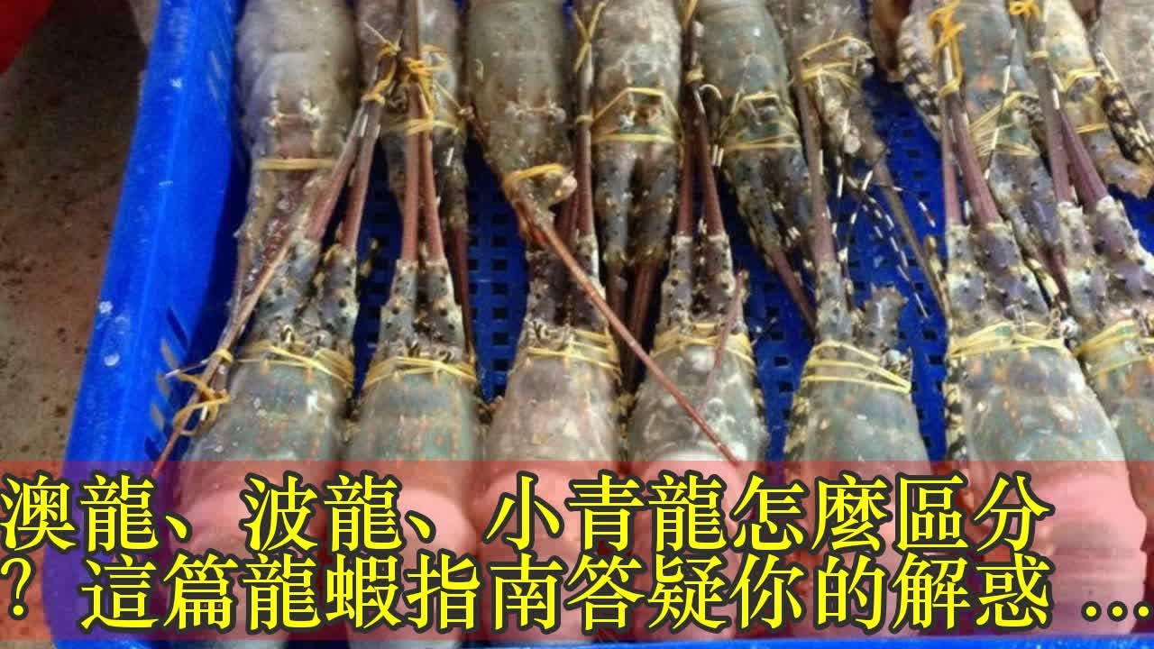 澳龍、波龍、小青龍怎麼區分?這篇龍蝦指南答疑你的解惑 - 壹讀 - YouTube